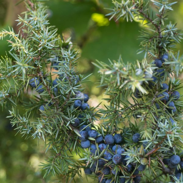 GALLETTO Purchase and sale of juniper berries